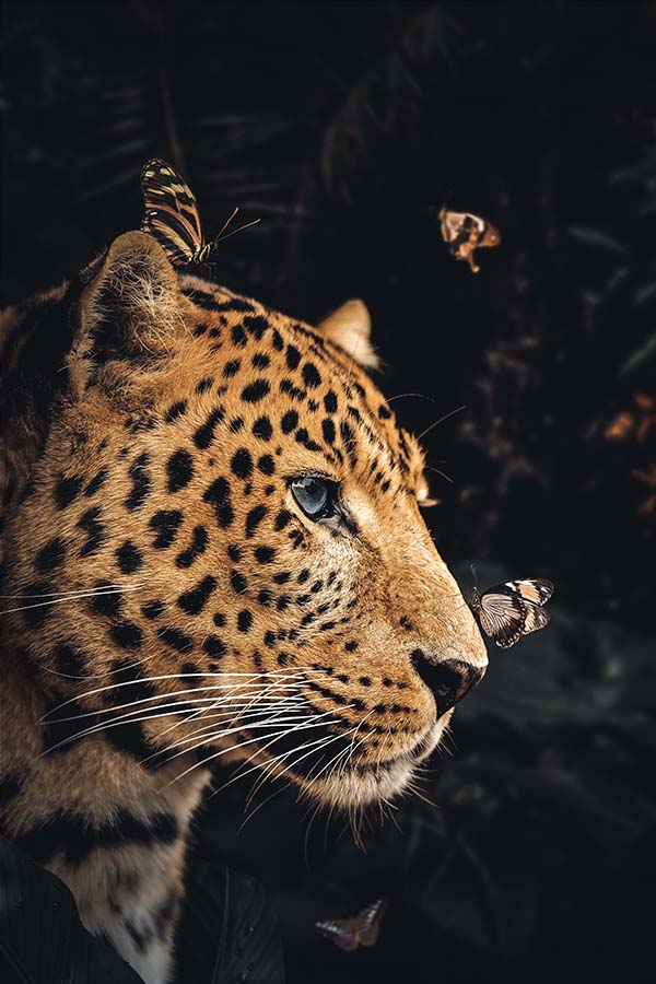 Leopard Couple 1