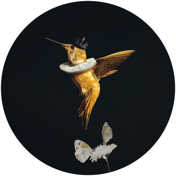 Royal Hummingbird RND