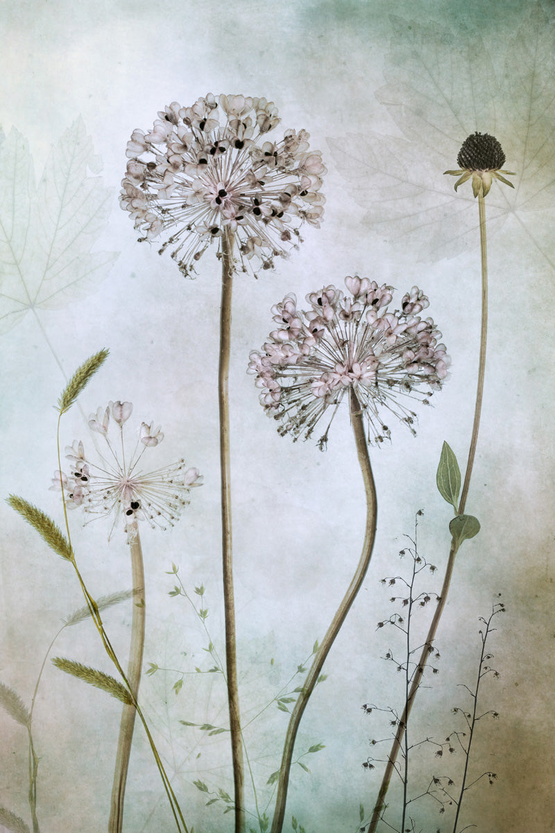 Allium
