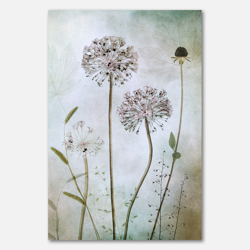 Allium