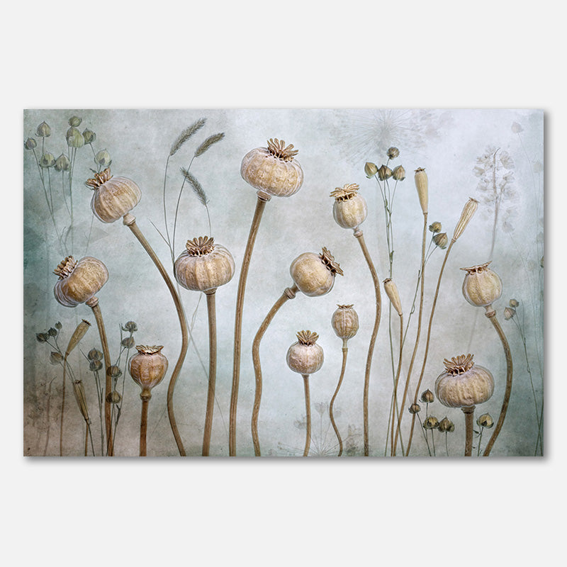 Papaver
