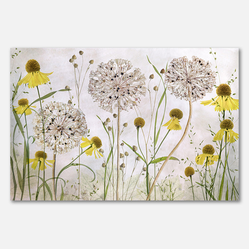 Alliums and heleniums