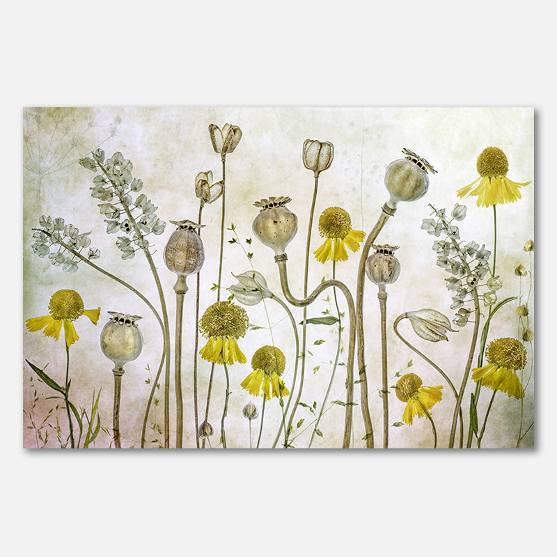 Mohnblumen und Helenium