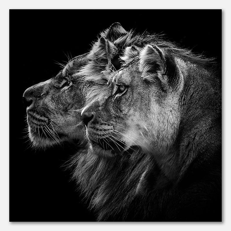 Lion and  lioness portrait