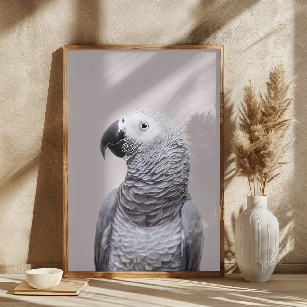 African Grey