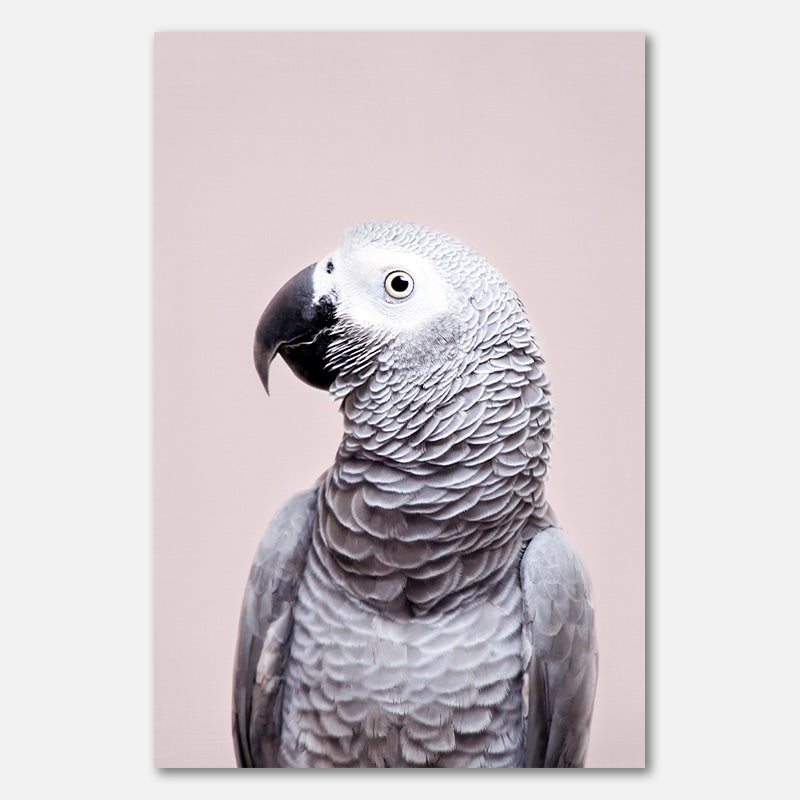 African Grey