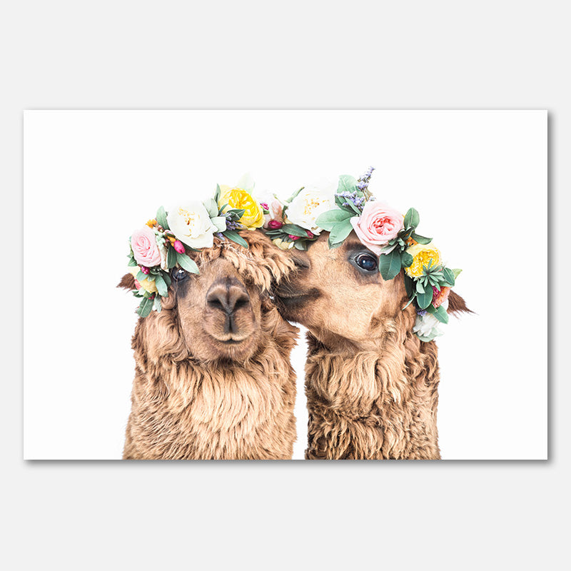 Boho Alpacas