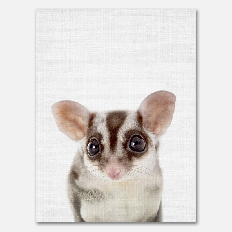 Peekaboo Sugarglider