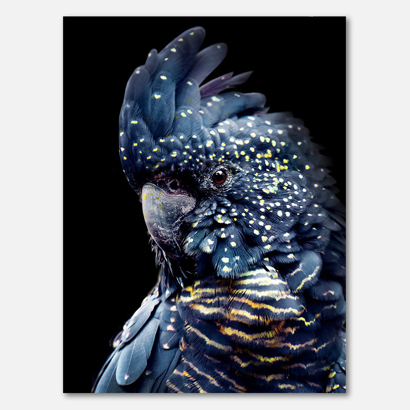 Blackcockatoo2