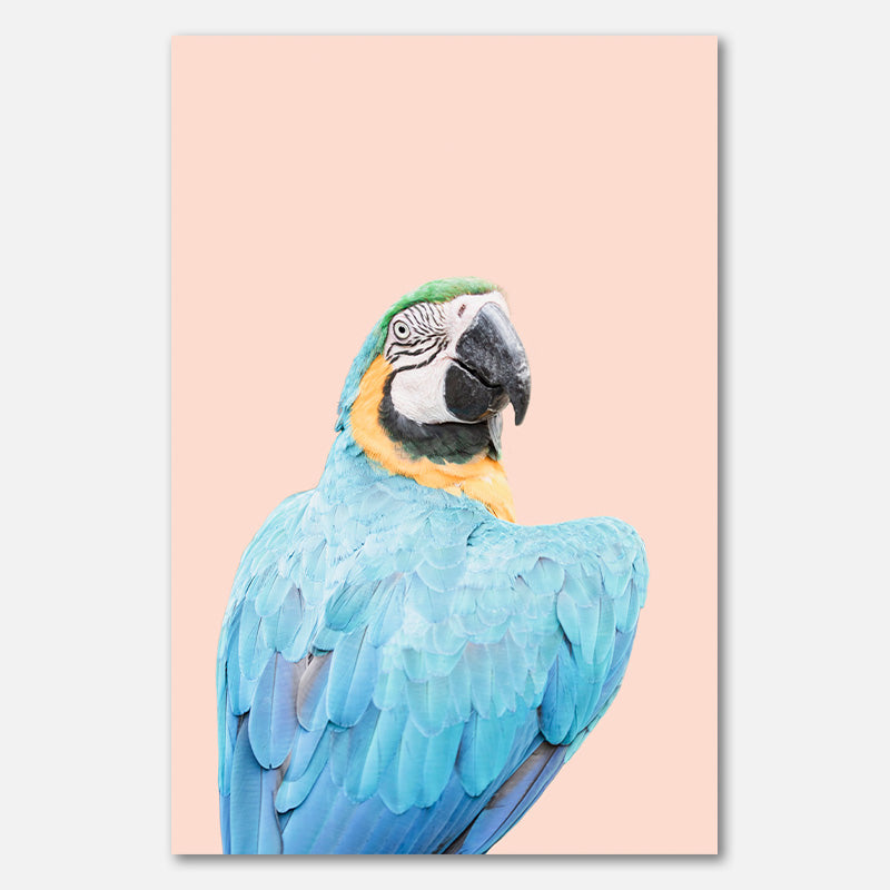 Blue Macaw