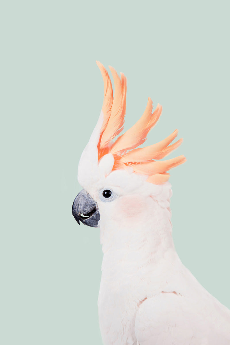 Cockatoo on Mint