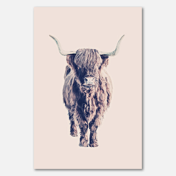 Highland Cattle Colin Rose