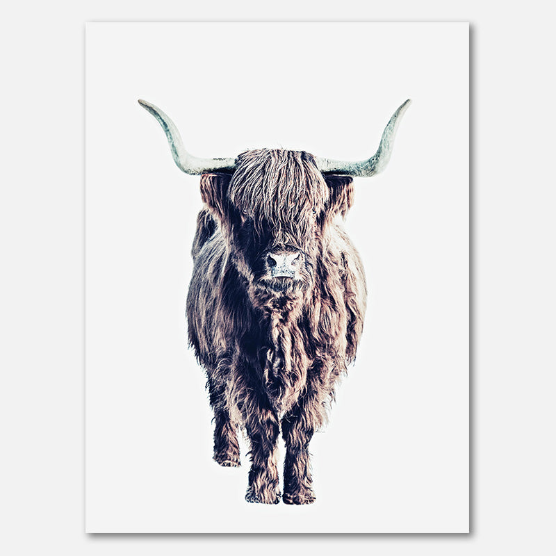Highland Cattle Colin White