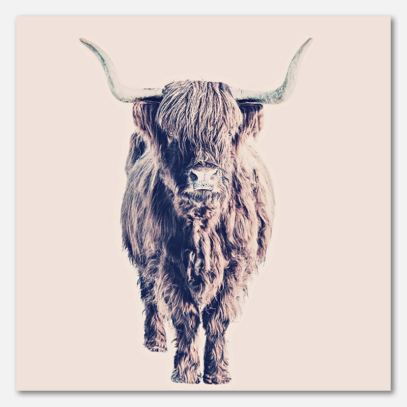 Highland Cattle Colin Rose