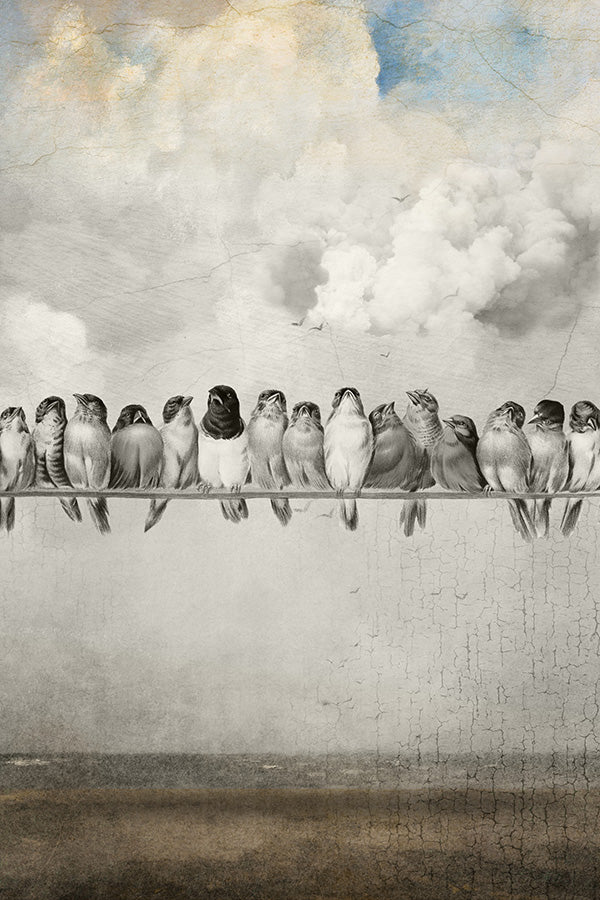 Alle schönen Vögel