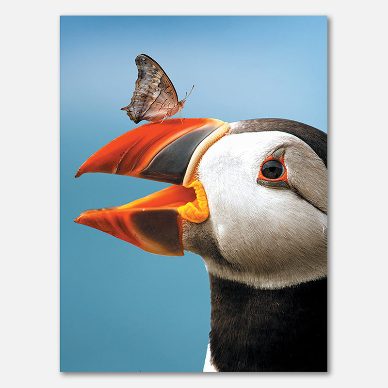 Atlantikpapageitaucher Schmetterling