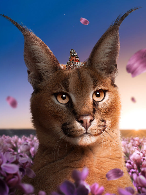 Caracal Flowers