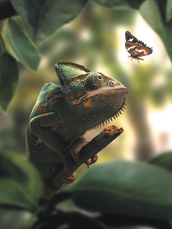 Chamäleon-Schmetterling