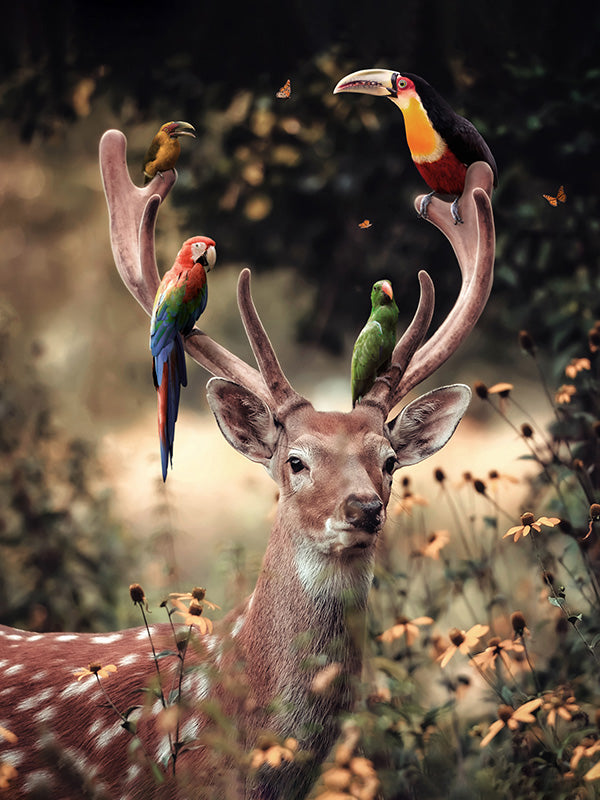 Deer Birds