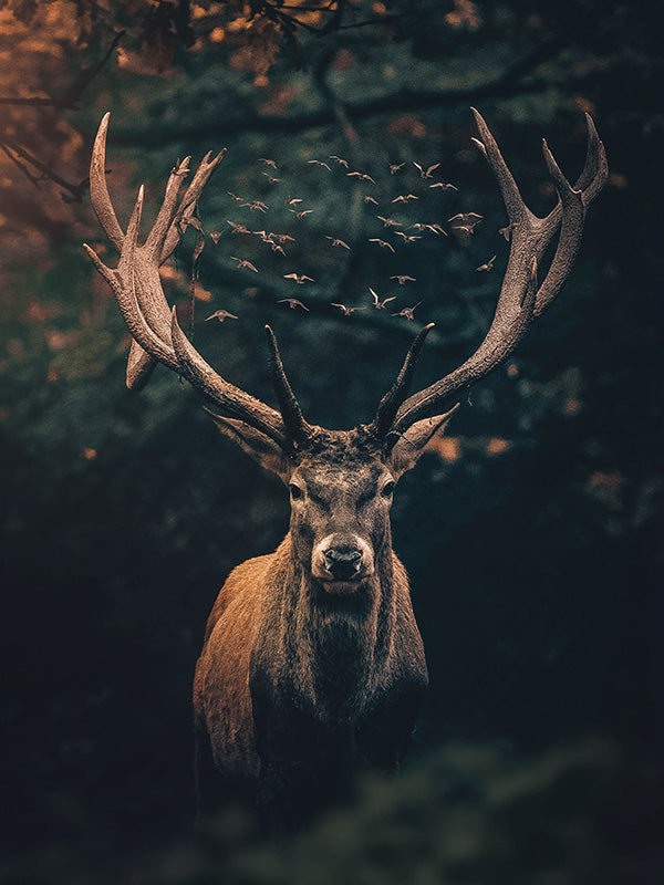 Deer Moody