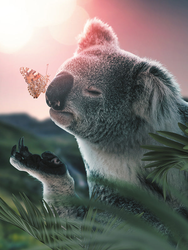 Koala Butterfly