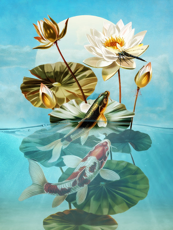 Koi Carp and Dragonfly