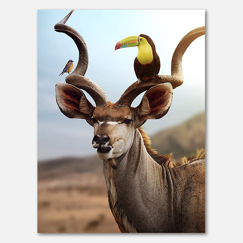 Kudu Vögel
