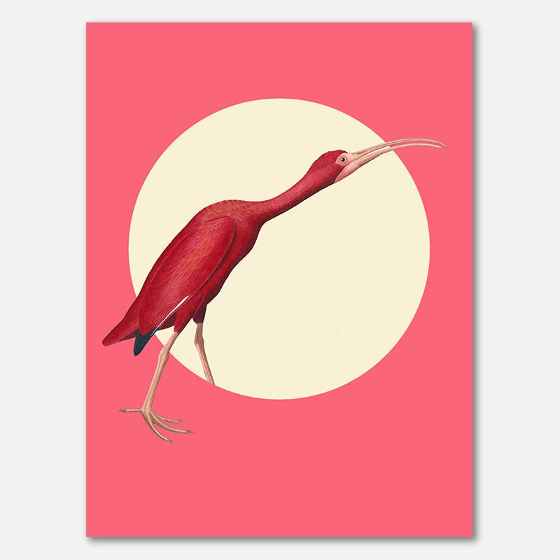 The Timid Scarlet Ibis II