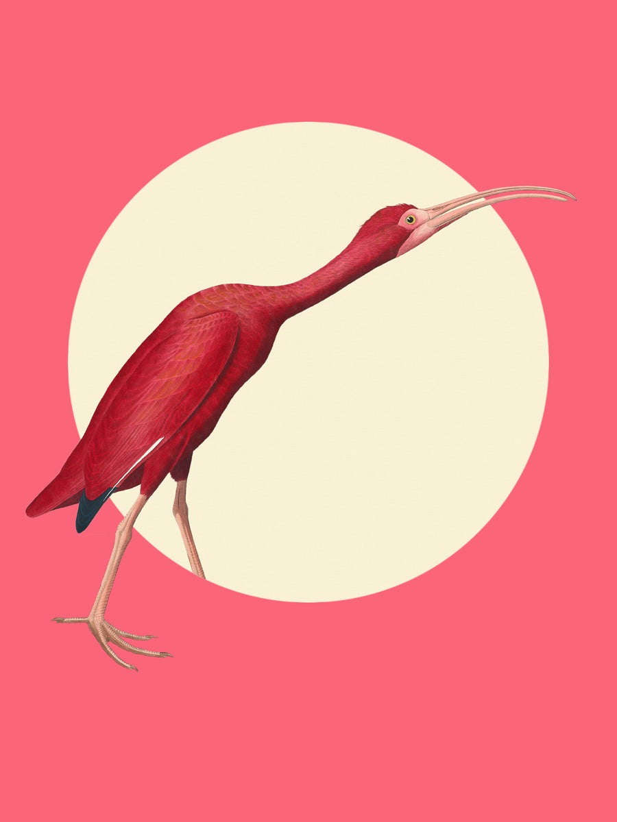 The Timid Scarlet Ibis II