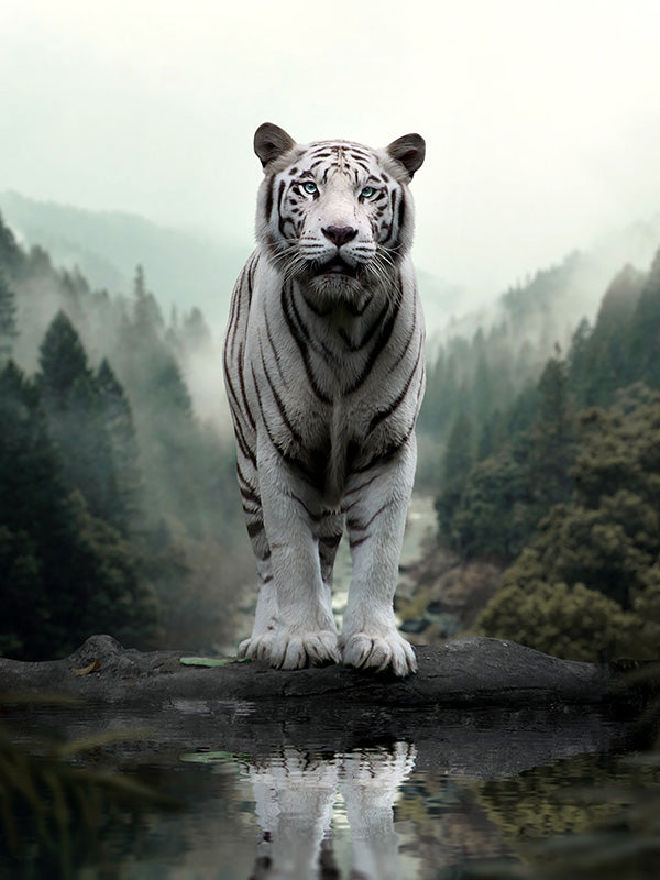 Tiger White Reflection