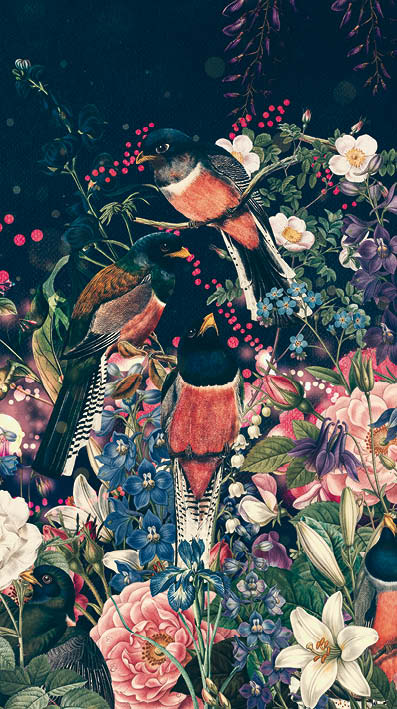 Trogon Birds Wallpaper