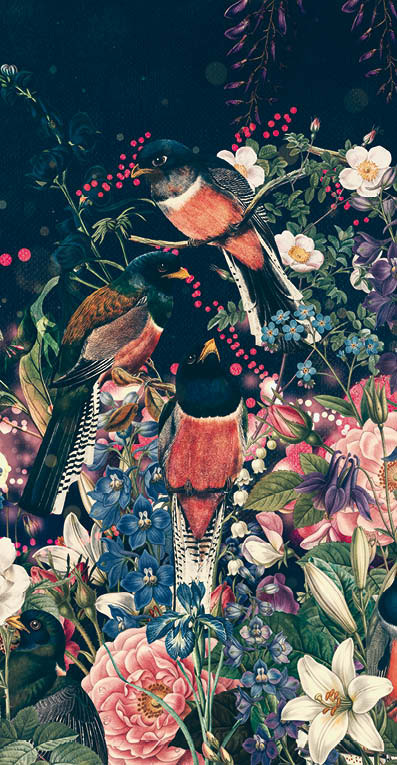 Trogon Birds Wallpaper