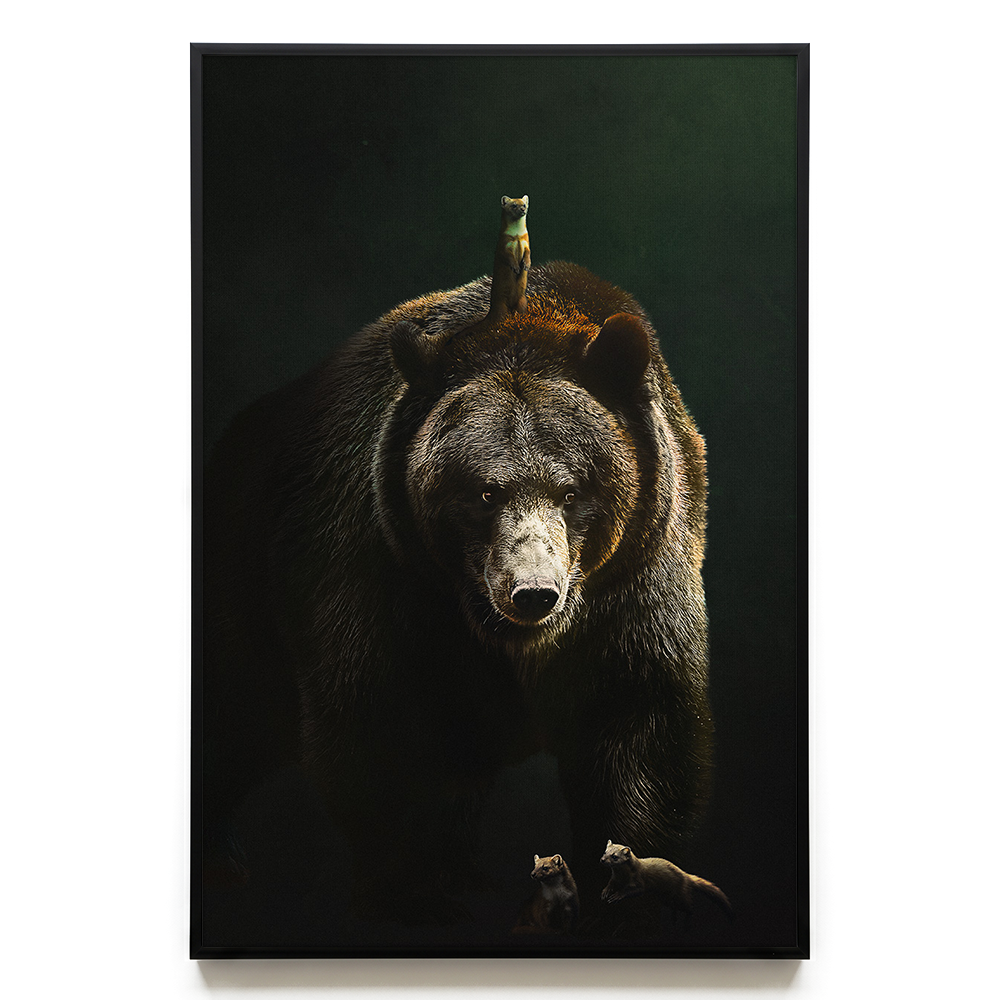 Bear with Martens EU