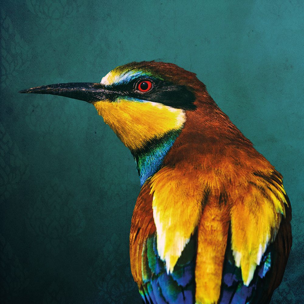 Bee-eater