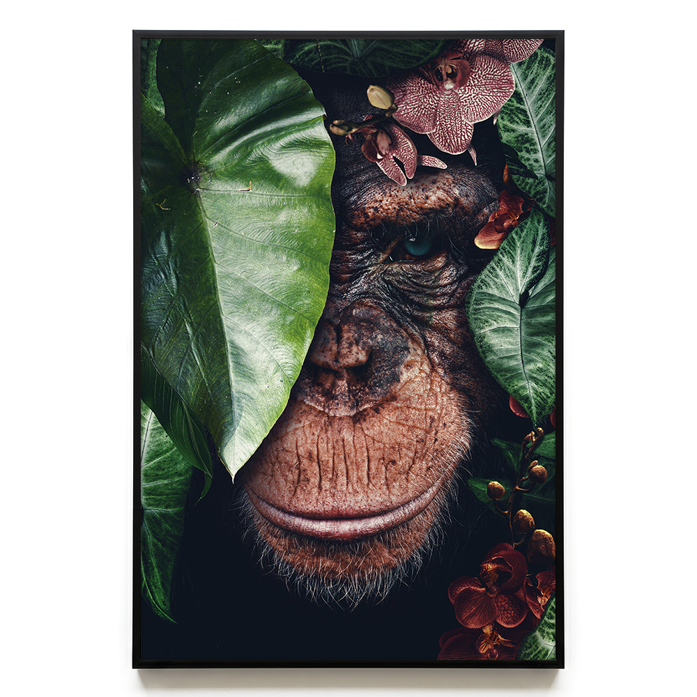 Chimpanzee EU