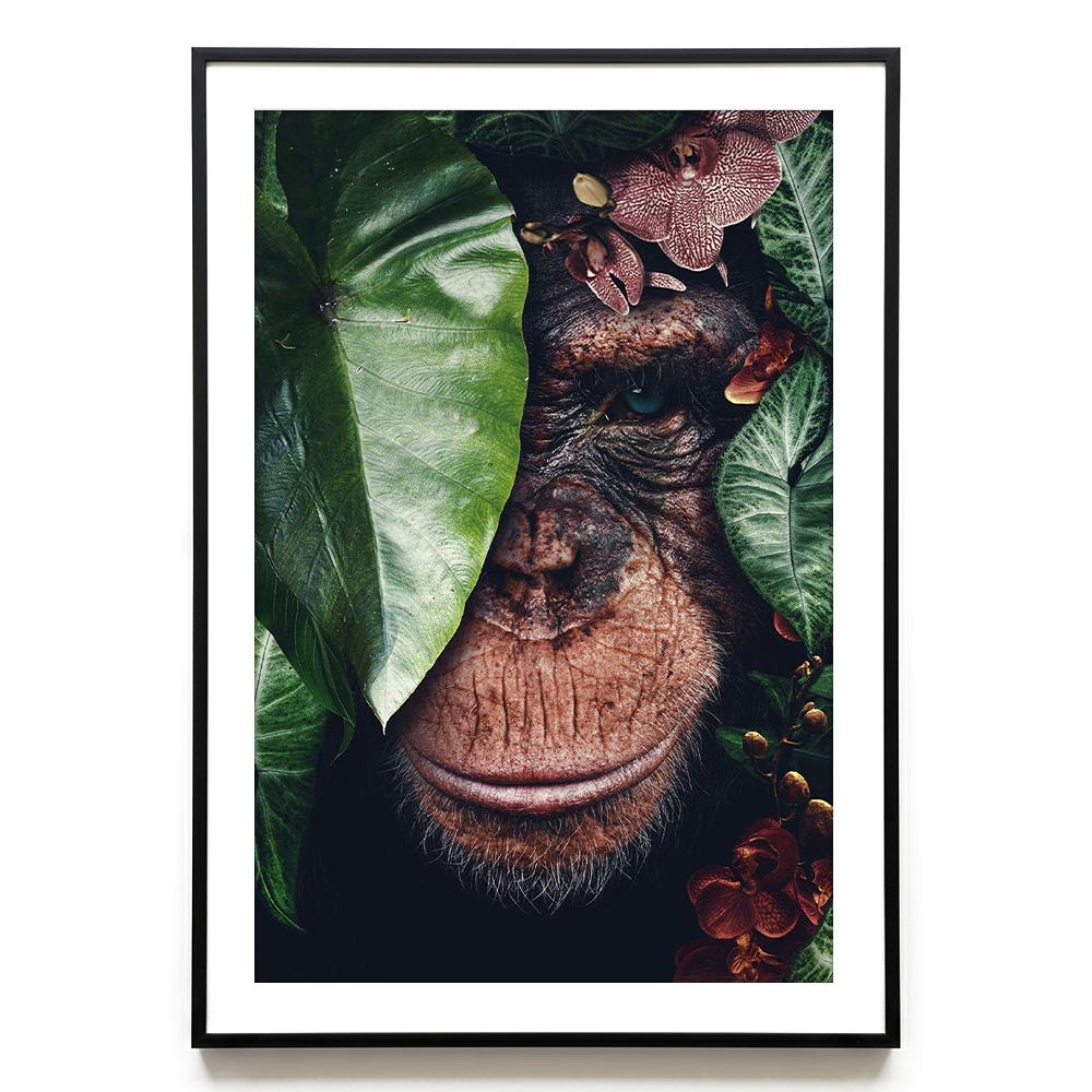 Chimpanzee EU