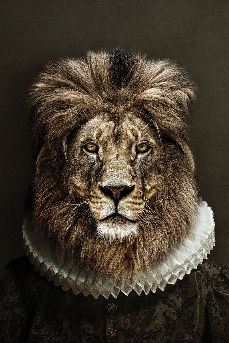 Classy Lion 2