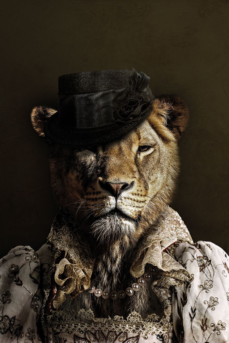 Classy Lioness