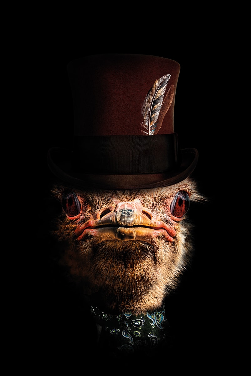 Classy Ostrich