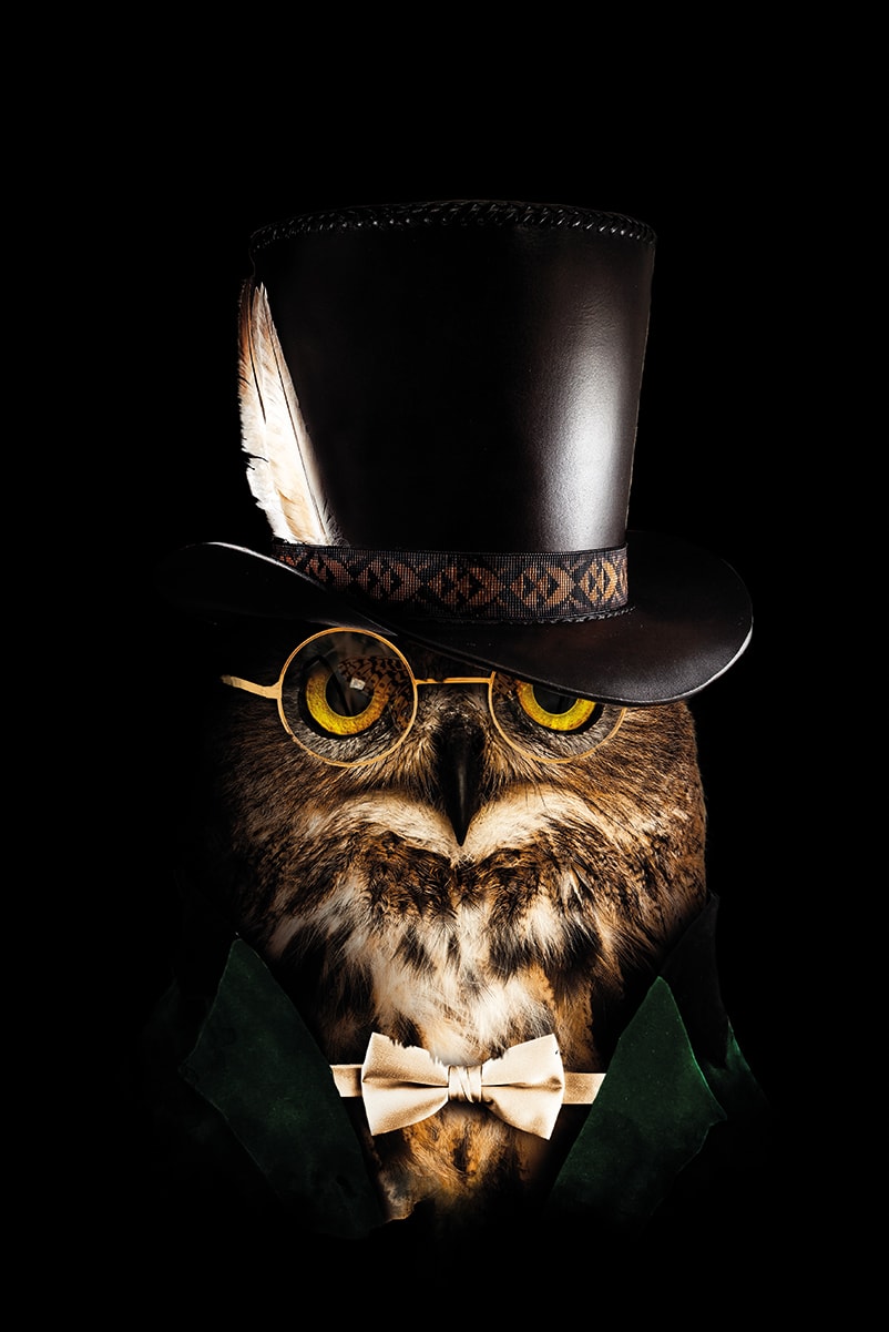 Classy Owl