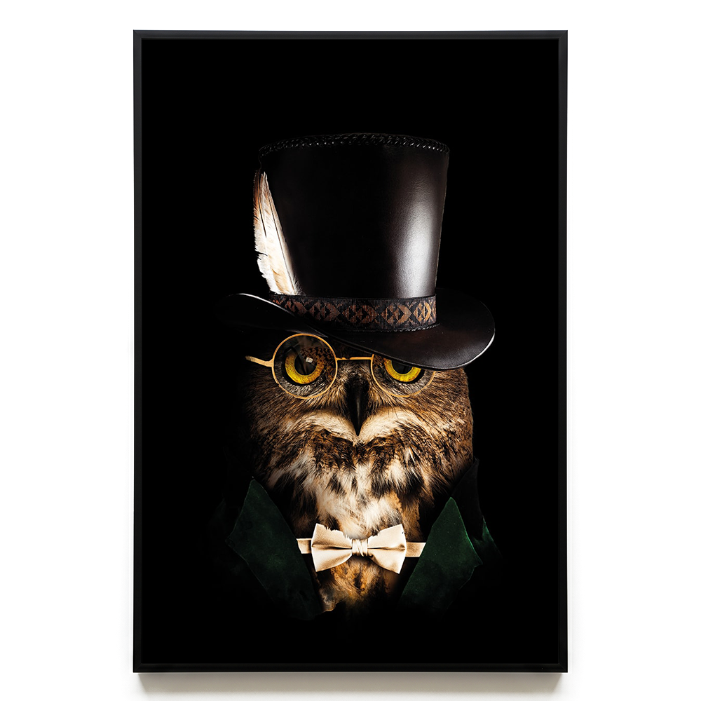 Classy Owl EU