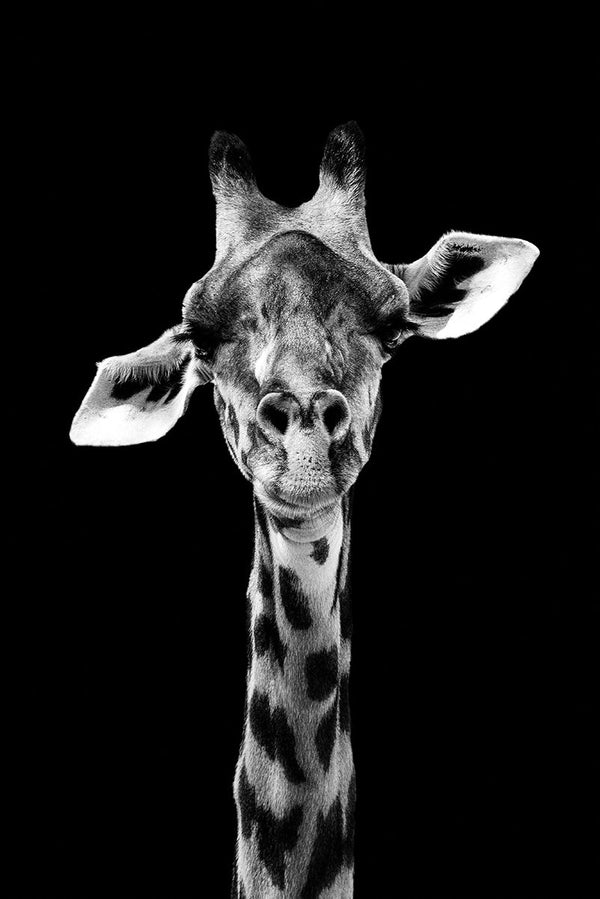 Dunkle Giraffe