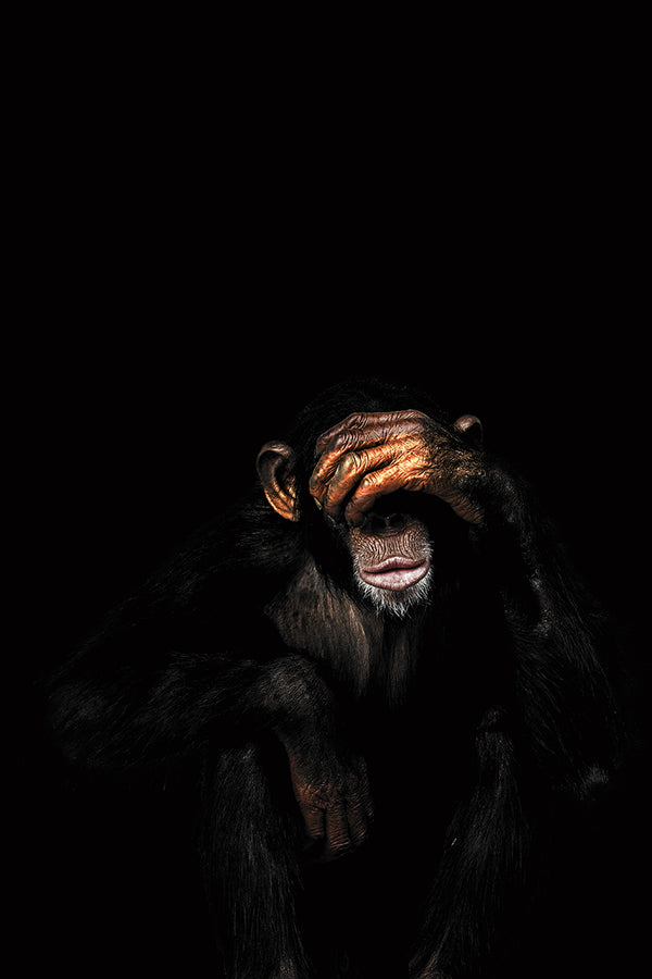 Affe sieht nichts Böses