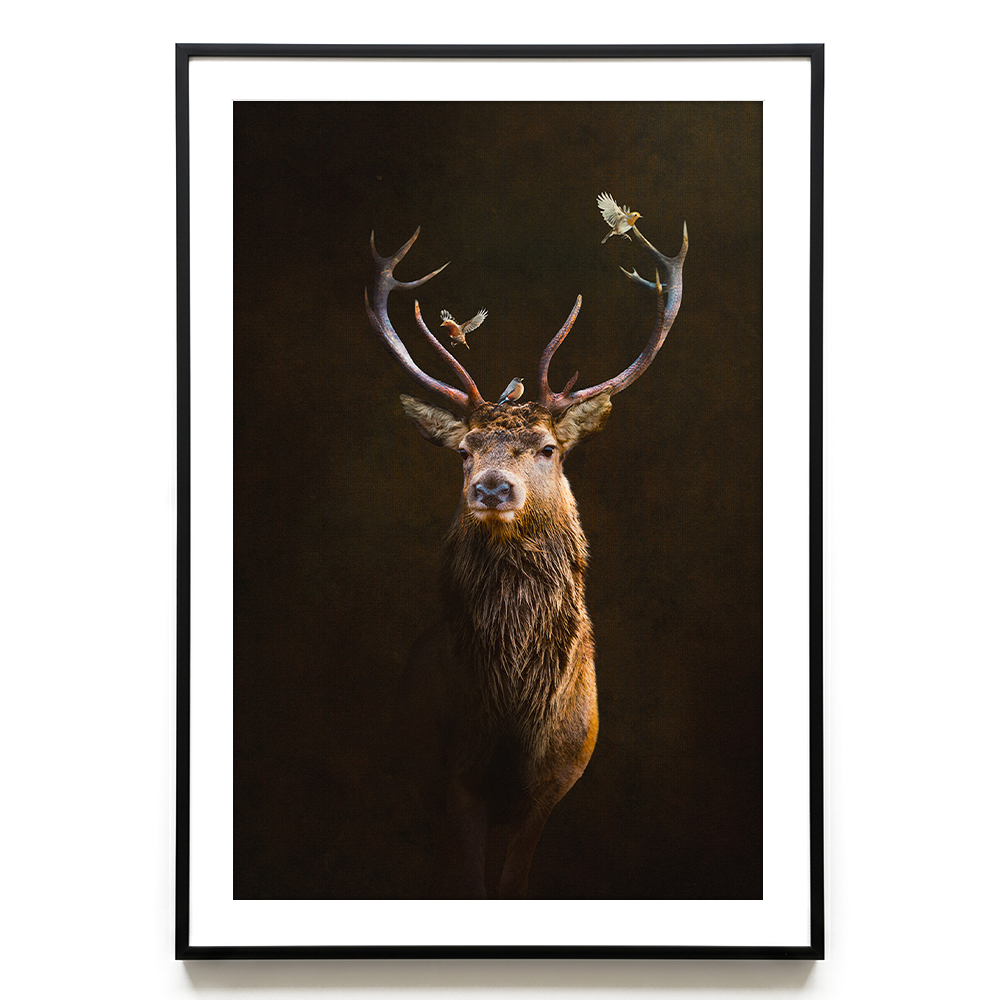 Deer with Birds EU