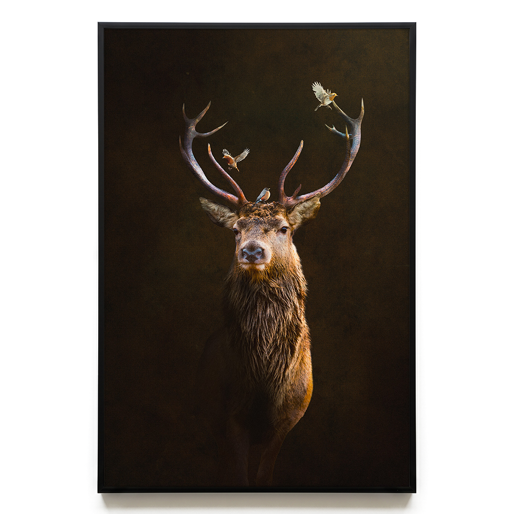Deer with Birds EU