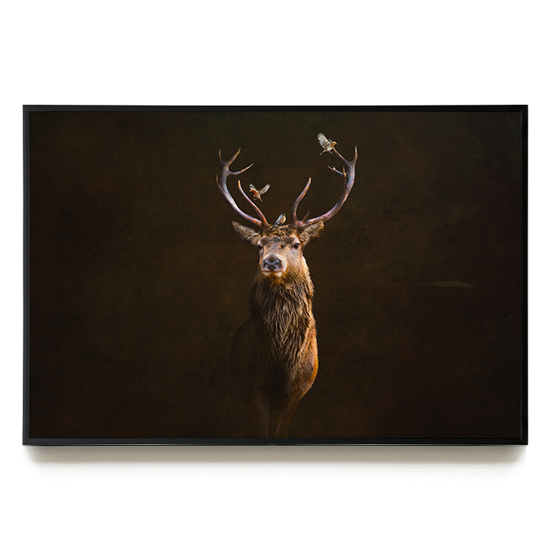 Deer with Birds LS EU