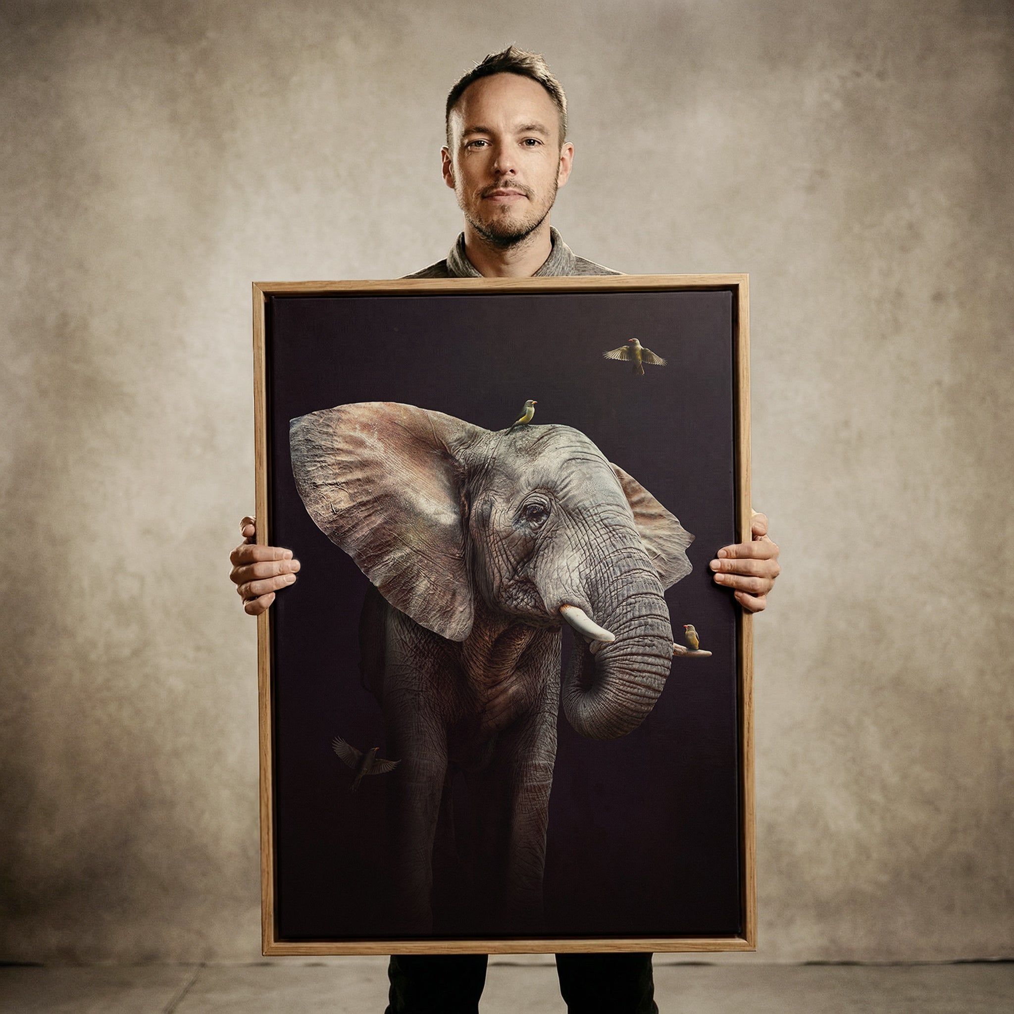 Elephant with Oxpeckers EU