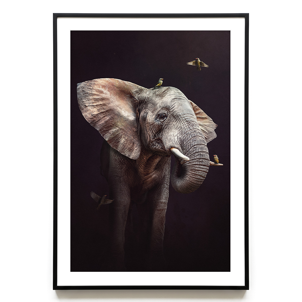 Elephant with Oxpeckers EU