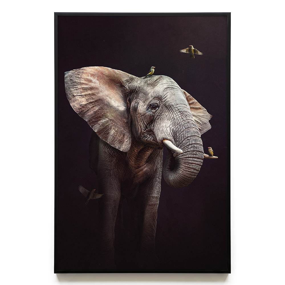Elephant with Oxpeckers EU