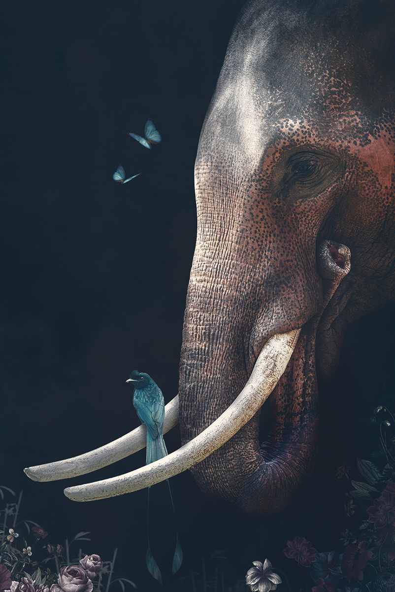 Elephant 2